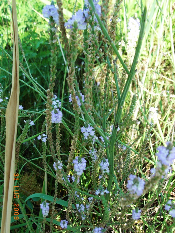 spiaggia di montenero4 - Verbena officinalis